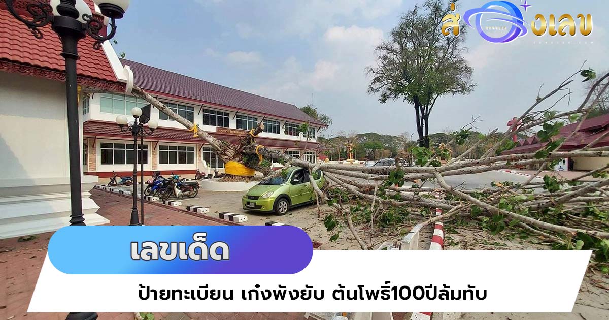 ลุ้น! เลขเด็ด ป้ายทะเบียน เก๋งพังยับ ต้นโพธิ์100ปีล้มทับ