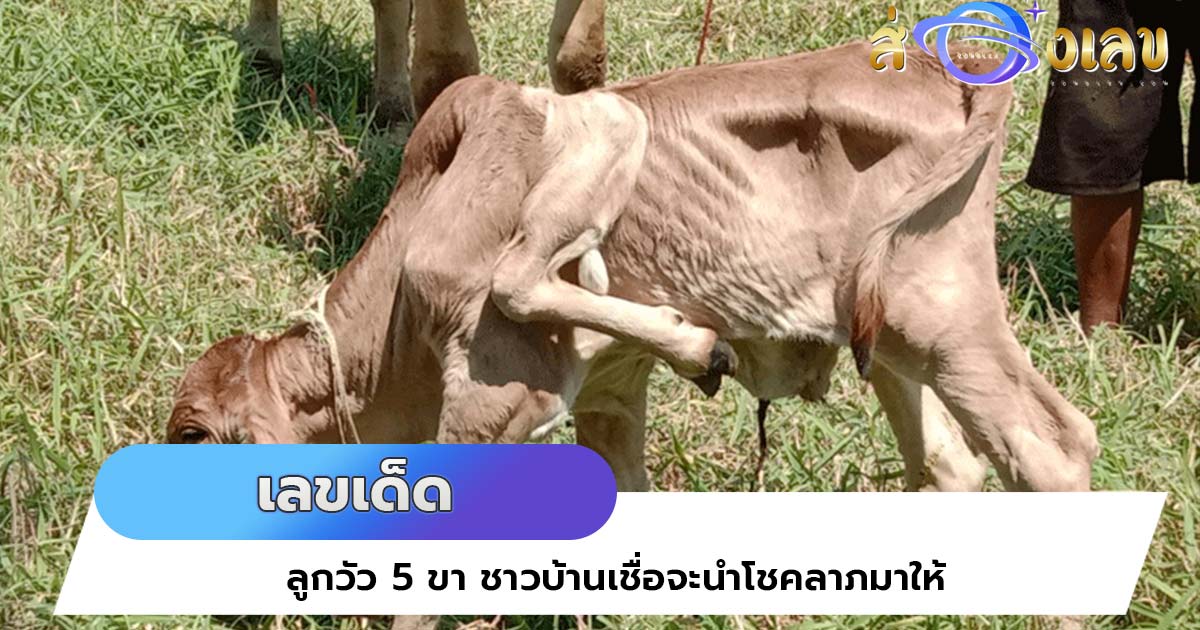 ลุ้น เลขเด็ด ลูกวัว 5 ขา ชาวบ้านเชื่อจะนำโชคลาภมาให้