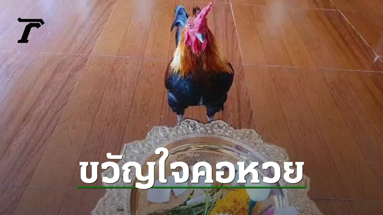 เจ้าโชคดี ไก่ชนนำโชค