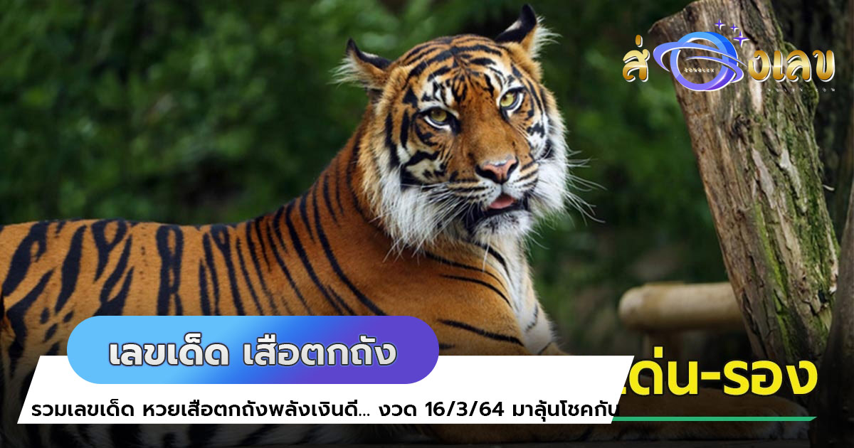 รวมเลขเด็ด หวยเสือตกถังพลังเงินดี… งวด 16/3/64 มาลุ้นโชคกัน