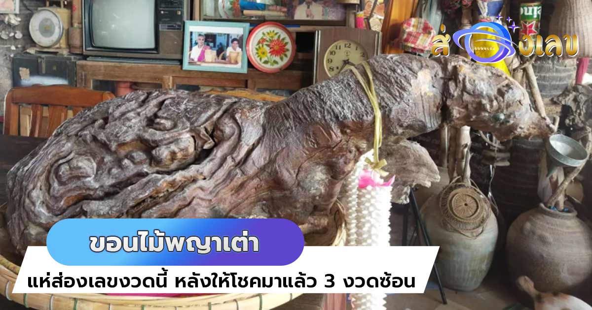 หวยเด็ดงวดนี้ “ขอนไม้พญาเต่า” สุดฮือฮา! หลังให้โชค3งวดติด