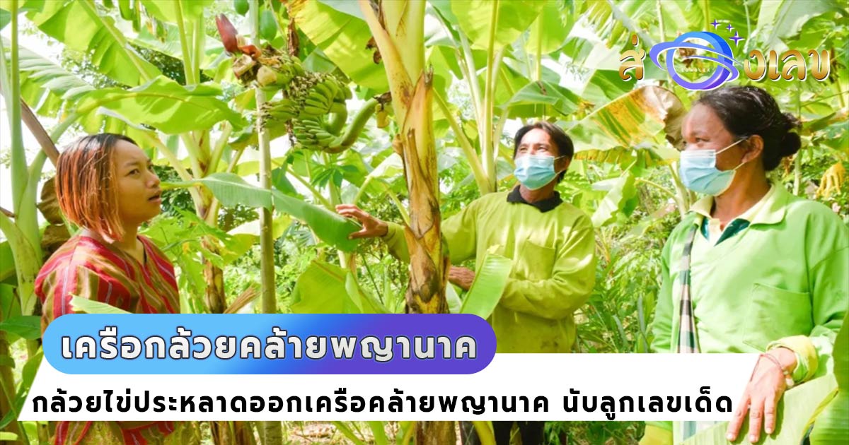 พญานาค โผล่ใกล้วันหวยออก เจ้าของเชื่อ “กล้วยไข่ประหลาด” จะให้โชคลาภ