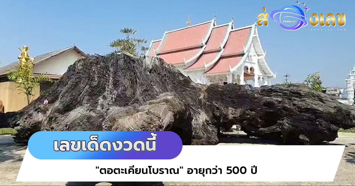 จดด่วน! เลขเด็ดงวดนี้ 17/2/65 “ตอตะเคียนโบราณ” อายุกว่า 500 ปี