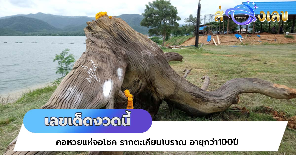 เลขเด็ดงวดนี้ คอหวยแห่จอโชค รากตะเคียนโบราณ อายุกว่า100ปี