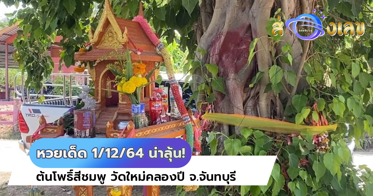 หวยเด็ด 1/12/64 น่าลุ้น! ต้นโพธิ์สีชมพู วัดใหม่คลองปี จ.จันทบุรี