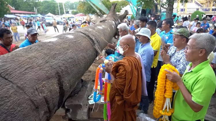 ต้นตะเคียน