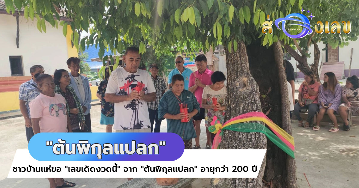 มาตามความเชื่อ ชาวบ้านแห่ส่อง เลขเด็ดงวดนี้ จาก “ต้นพิกุลแปลก” อายุกว่า 200 ปี